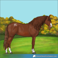 Horse Color:Chestnut Varnish 