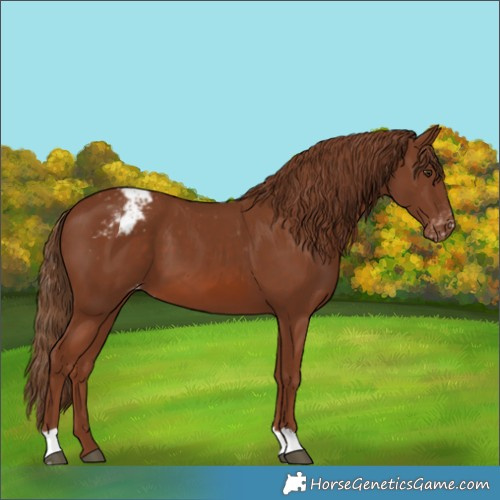 Horse Color:Chestnut Appaloosa 