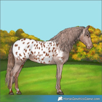 Horse Color:Chestnut Blanket