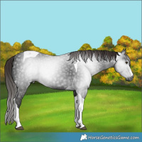 Horse Color:Gray Liver Chestnut Tobiano 