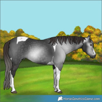 Horse Color:Gray Liver Chestnut Tobiano