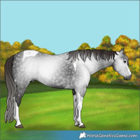 Horse Color:Gray Liver Chestnut Tobiano