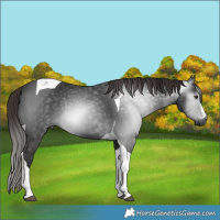 Horse Color:Gray Liver Chestnut Tobiano
