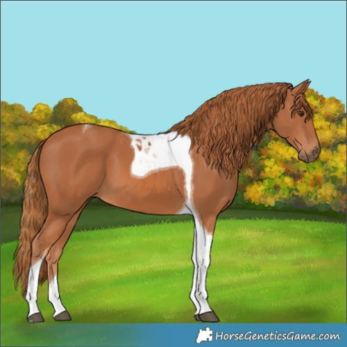 Horse Color:Chestnut Tobiano