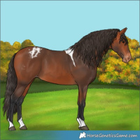 Horse Color:Bay Tobiano Appaloosa 