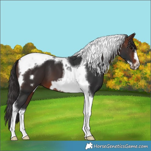 Horse Color:Brown Tobiano Frame