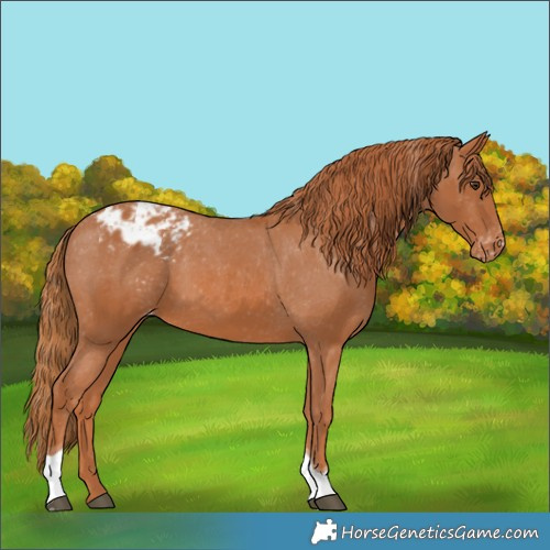 Horse Color:Chestnut Tobiano Appaloosa 
