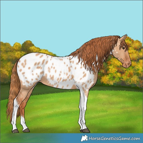 Horse Color:Red Dun Tobiano Appaloosa Rabicano 