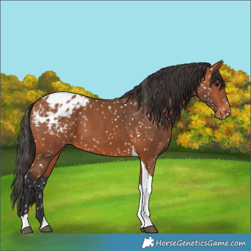 Horse Color:Bay Tobiano Appaloosa