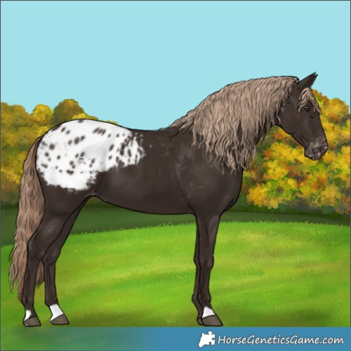 Horse Color:Liver Chestnut Appaloosa 