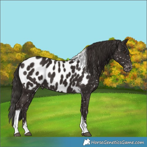 Horse Color:Liver Chestnut Tobiano Appaloosa 