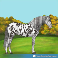Horse Color:Liver Chestnut Tobiano Appaloosa 