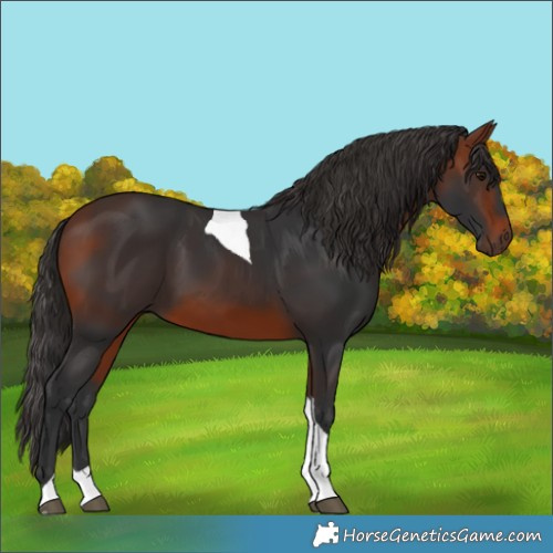 Horse Color:Bay Tobiano 