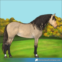 Horse Color:Buckskin Dun 