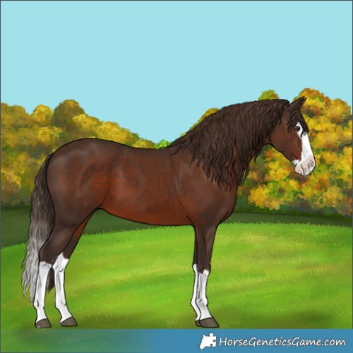 Horse Color:Liver Chestnut Splash 
