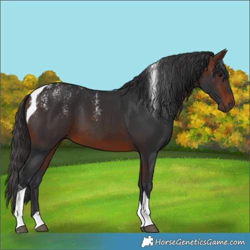 Horse Color:Powder White Brown Tobiano 