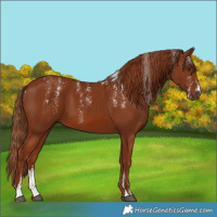 Horse Color:Powder White Chestnut