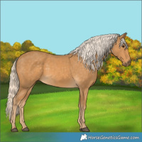 Horse Color:Palomino