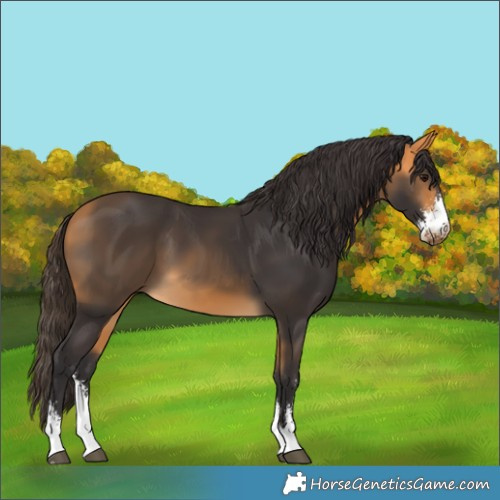 Horse Color:Buckskin Sabino