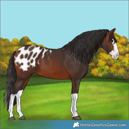 Horse Color:Brown Splash Appaloosa 
