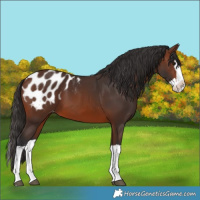 Horse Color:Brown Splash Appaloosa