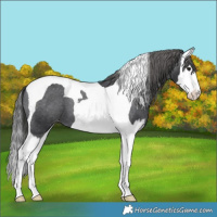 Horse Color:Black Splash Tobiano Varnish 