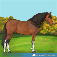 Horse Color:White Spotted Bay 