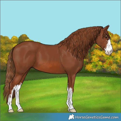 Horse Color:White Spotted Chestnut 