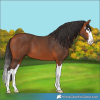 Horse Color:Bay Splash 