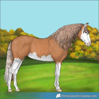 Horse Color:Chestnut Splash 