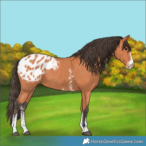 Horse Color:Bay Sabino Appaloosa 