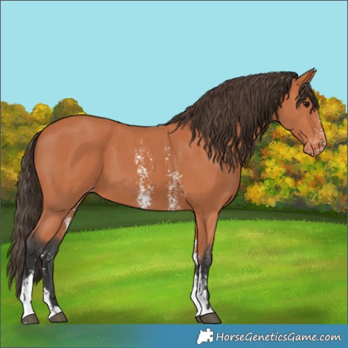 Horse Color:Bay Sabino Appaloosa 