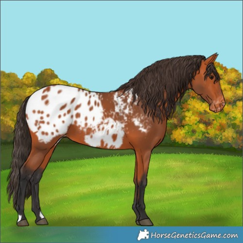 Horse Color:Bay Appaloosa