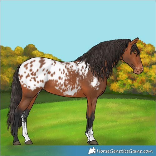 Horse Color:Bay Sabino Appaloosa 