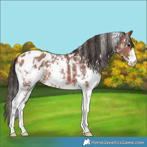 Horse Color:Bay Sabino Appaloosa 
