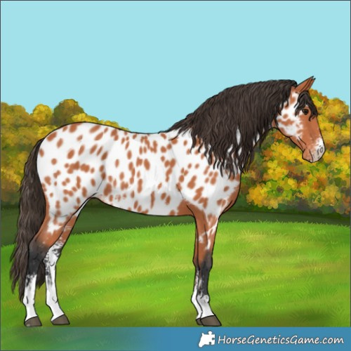 Horse Color:Bay Sabino Appaloosa