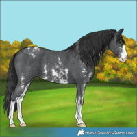 Horse Color:Black Sabino Varnish 