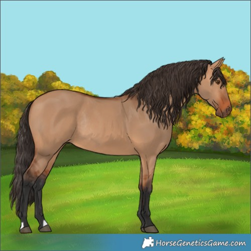 Horse Color:Bay Dun Rabicano