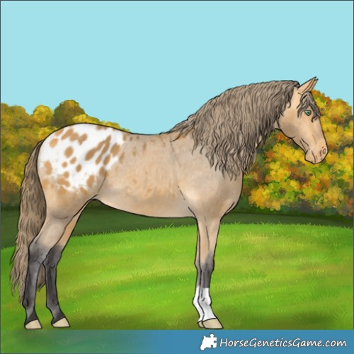 Horse Color:Buckskin Appaloosa