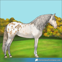 Horse Color:Buckskin Blanket