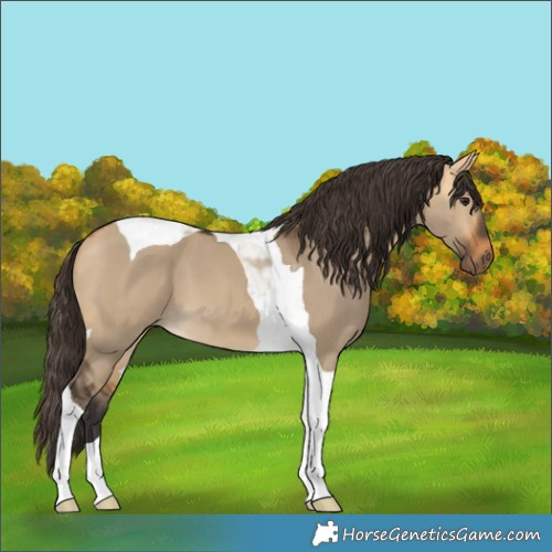 Horse Color:Buckskin Dun Tobiano