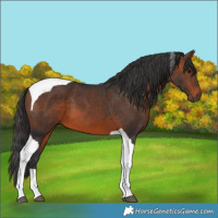 Horse Color:Brown Tobiano 