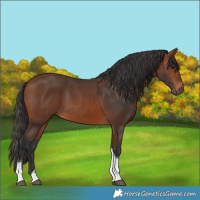 Horse Color:Bay Tobiano