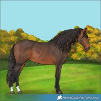 Horse Color:Bay 