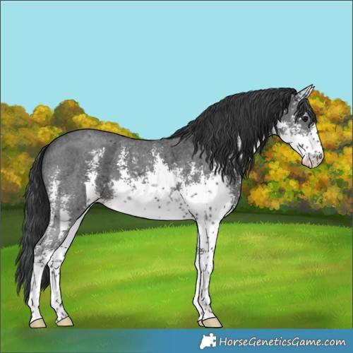 Horse Color:White Spotted Black Sabino 