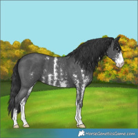 Horse Color:Black Sabino 