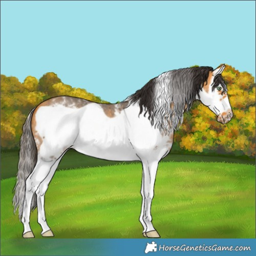 Horse Color:Buckskin Sabino Splash Frame 