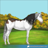 Horse Color:Brown Splash Frame 