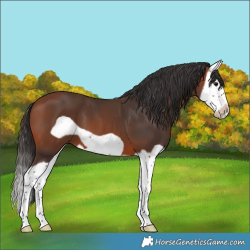 Horse Color:Bay Splash Frame 