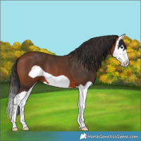 Horse Color:Bay Splash Frame 